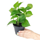 low light easy-care houseplant, Pothos Jade, trailing plant for home and office, how to care for Pothos Jade, online plant nursery california
