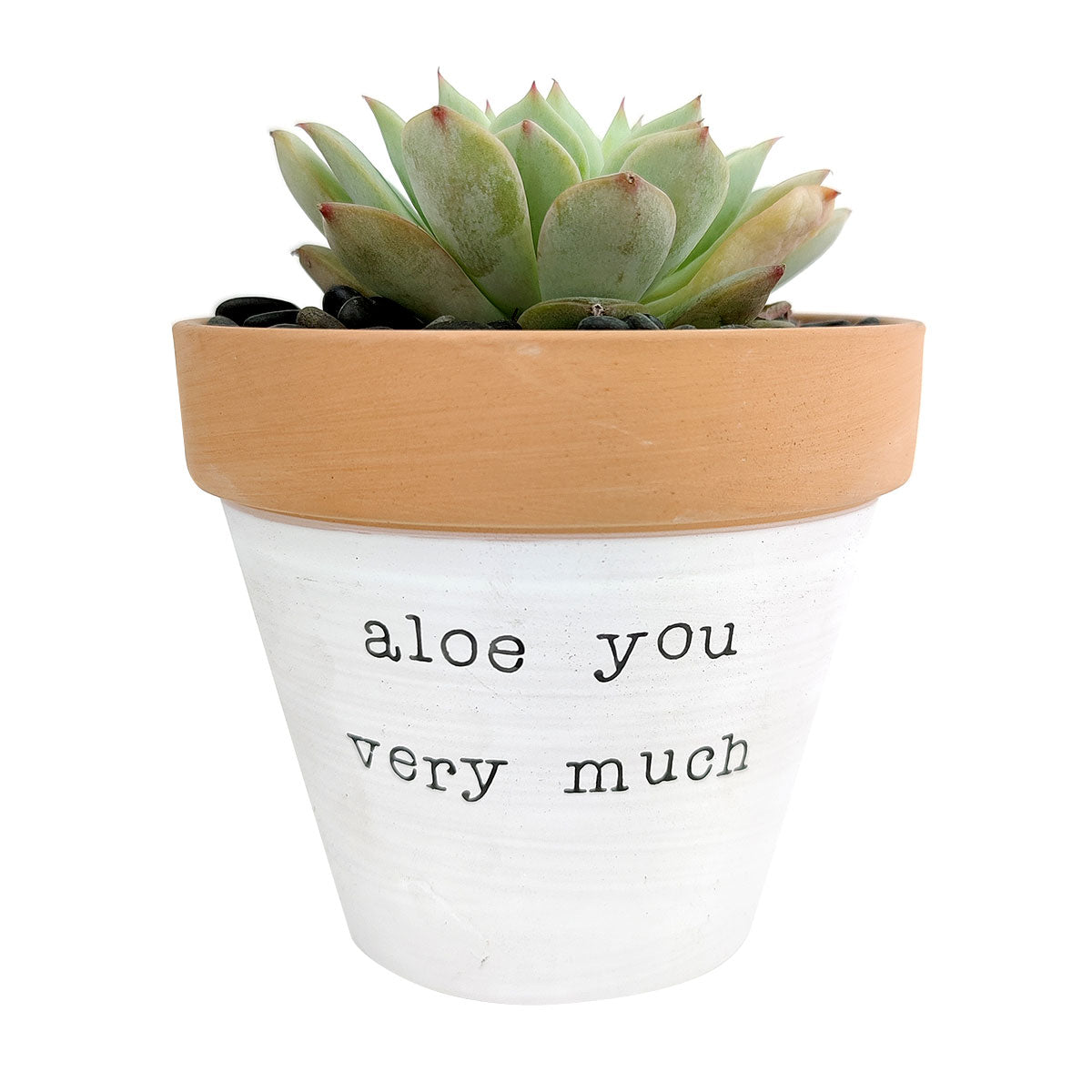 Aloe You Vera Much Pot for sale, Funny Planter, Plant with Pun, Terre cotta succulent and cactus pot, Mother's Day Gift, Gift for Mom, Indoor Planter, Gift for Plant Lovers