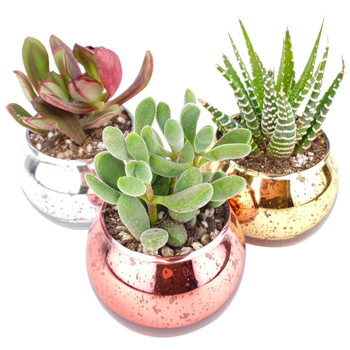 Pot for sale, Mini pot for succulent, Succulent pot decor ideas, Flower pot for sale, glass pots for planting, succulent gift for holiday, 3 Pack Round Glitter Pot