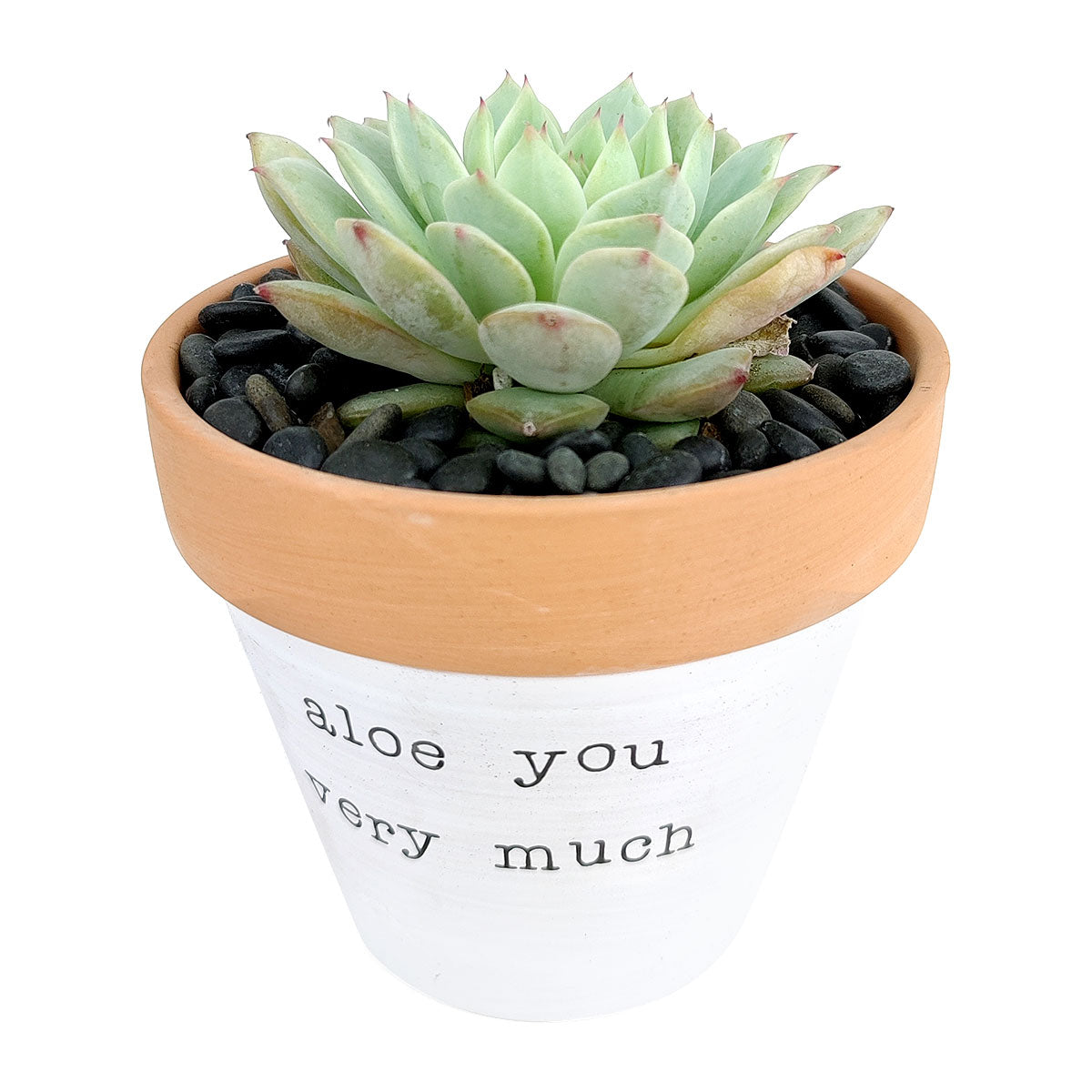 Aloe You Vera Much Pot for sale, Funny Planter, Plant with Pun, Terre cotta succulent and cactus pot, Mother&#39;s Day Gift, Gift for Mom, Indoor Planter, Gift for Plant Lovers