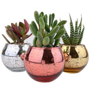Pot for sale, Mini pot for succulent, Succulent pot decor ideas, Flower pot for sale, glass pots for planting, succulent gift for holiday, 3 Pack Round Glitter Pot