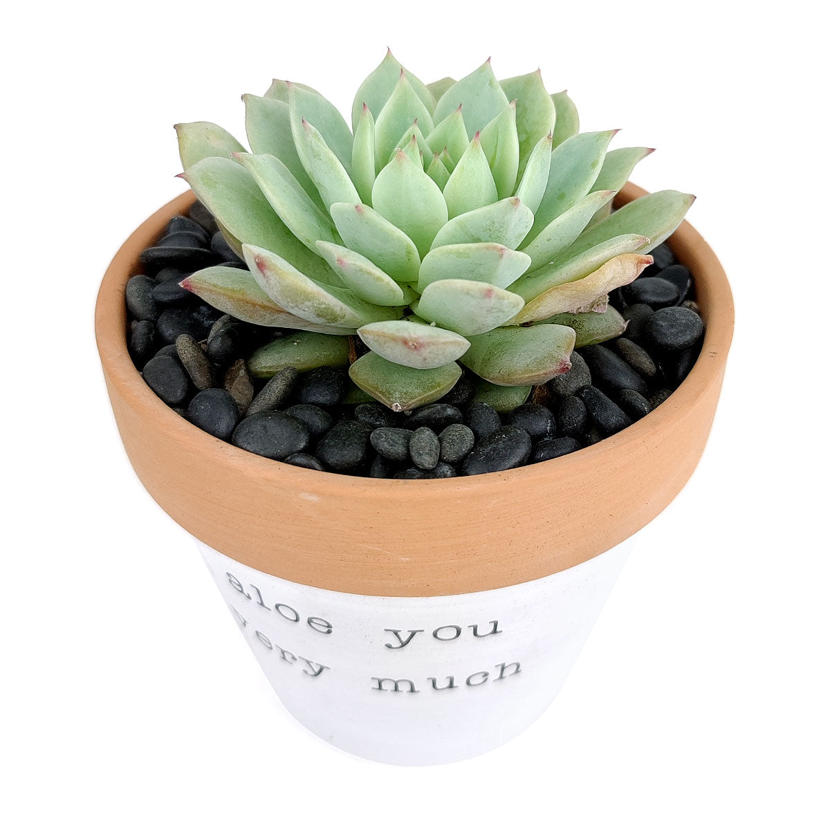 Aloe You Vera Much Pot for sale, Funny Planter, Plant with Pun, Terre cotta succulent and cactus pot, Mother&#39;s Day Gift, Gift for Mom, Indoor Planter, Gift for Plant Lovers