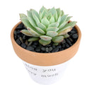 Aloe You Vera Much Pot for sale, Funny Planter, Plant with Pun, Terre cotta succulent and cactus pot, Mother&#39;s Day Gift, Gift for Mom, Indoor Planter, Gift for Plant Lovers