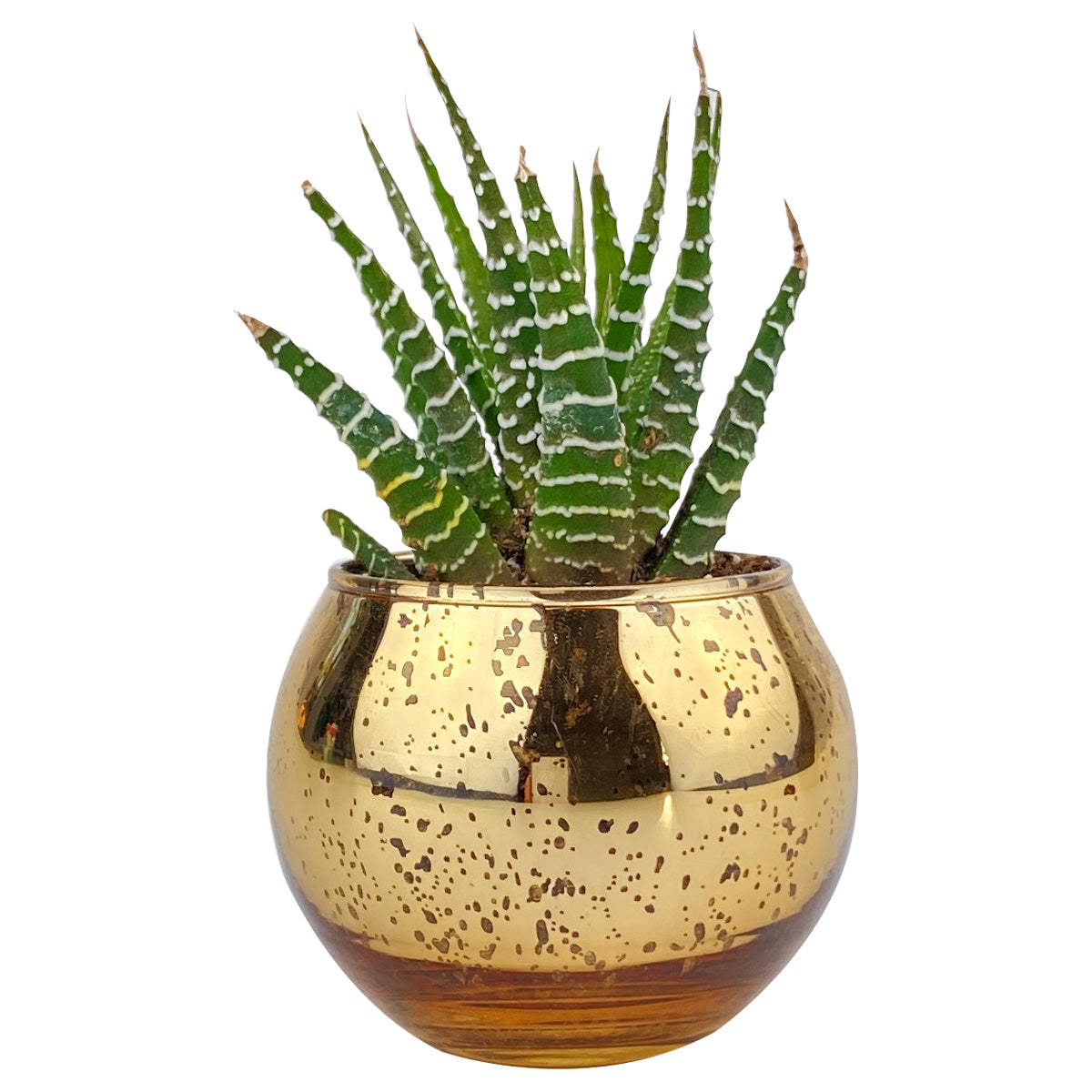 Pot for sale, Mini pot for succulent, Succulent pot decor ideas, Flower pot for sale, glass pots for planting, succulent gift for holiday, Round Gold Glitter Pot