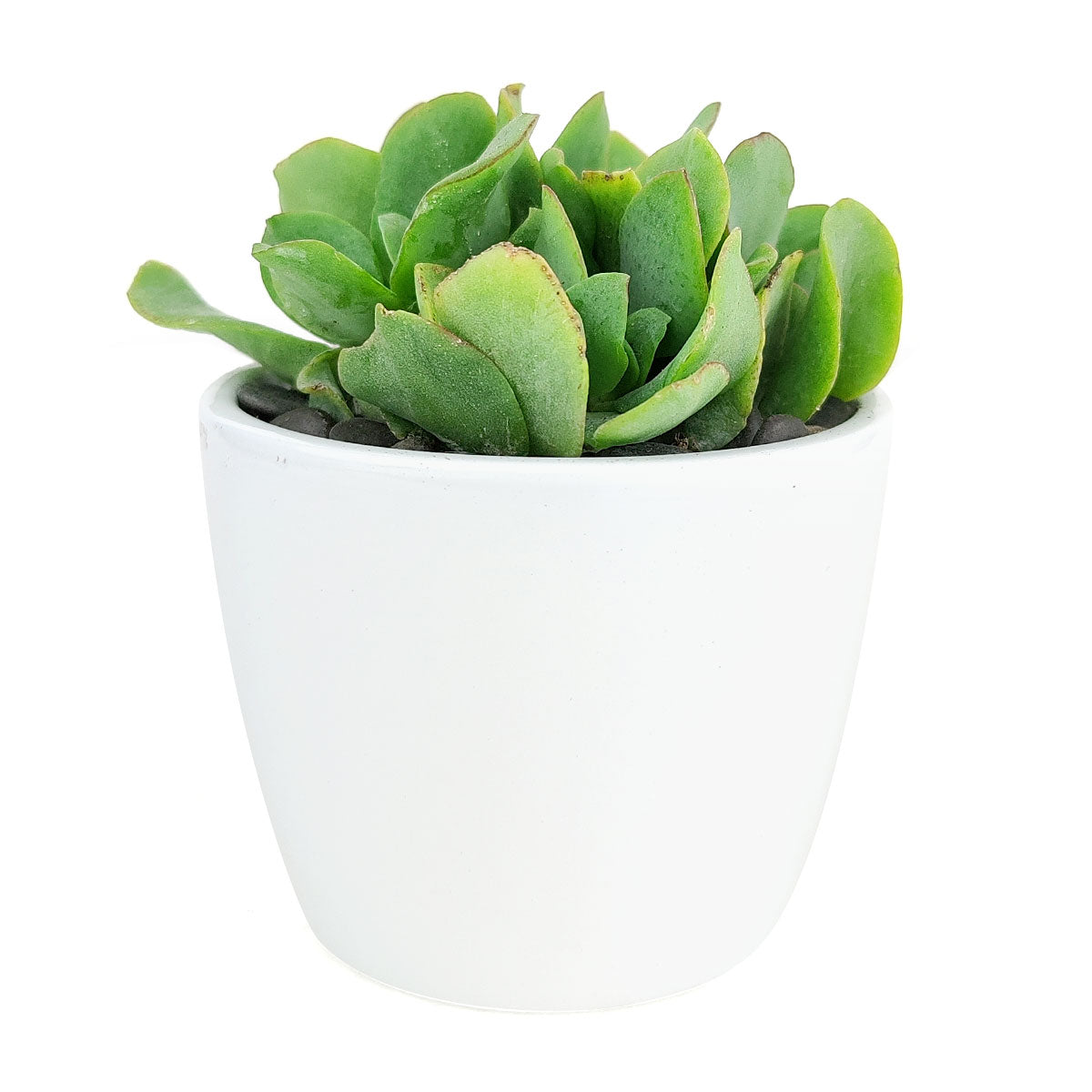 Simple Ceramic Pot for sale, White Cactus Ceramic Pot, Modern Pot Decor for Home or Office, High Quality Ceramic Pot for Plants and Flowers, Modern Style Indoor Ceramic Planter