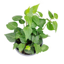 Ivy Hedera Plant, best plant for low light rooms, fast-growing easy care houseplant, easy care and low light houseplant, best trailing plant for home and office