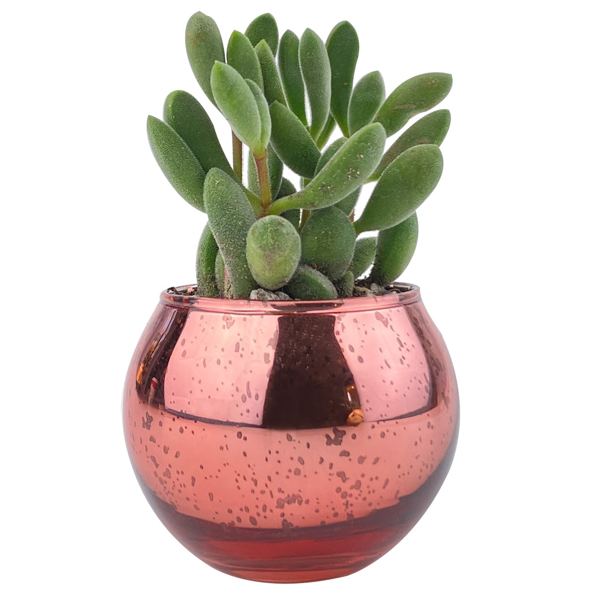 Pot for sale, Mini pot for succulent, Succulent pot decor ideas, Flower pot for sale, glass pots for planting, succulent gift for holiday, Round Pink Glitter Pot