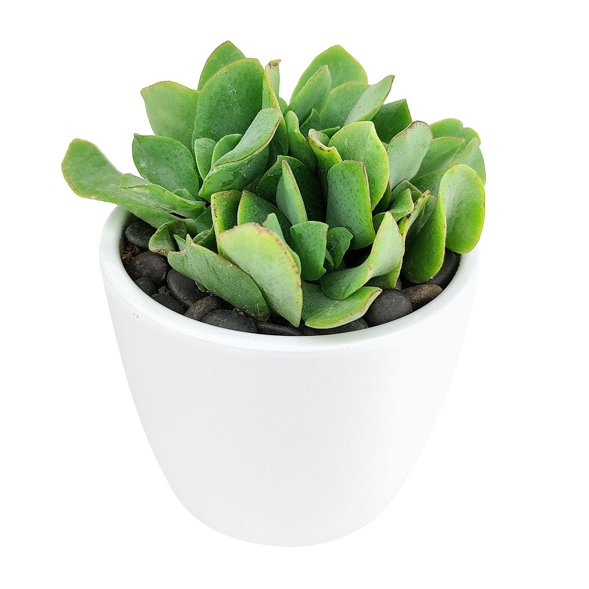 Simple Ceramic Pot for sale, White Cactus Ceramic Pot, Modern Pot Decor for Home or Office, High Quality Ceramic Pot for Plants and Flowers, Modern Style Indoor Ceramic Planter