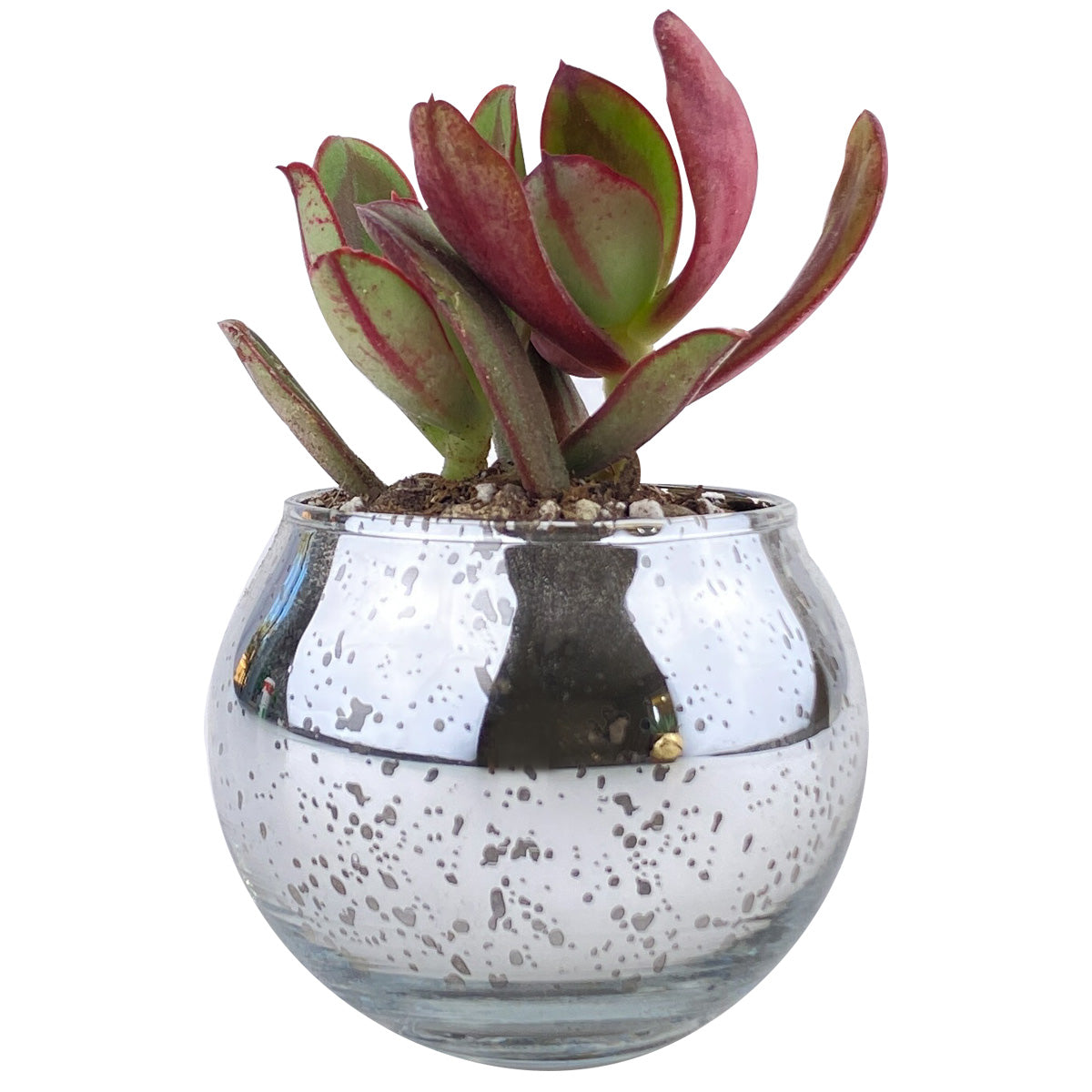 succulent round pot Round Silver Glitter Pot | Succulent Pot for sale | Succulent Accessories