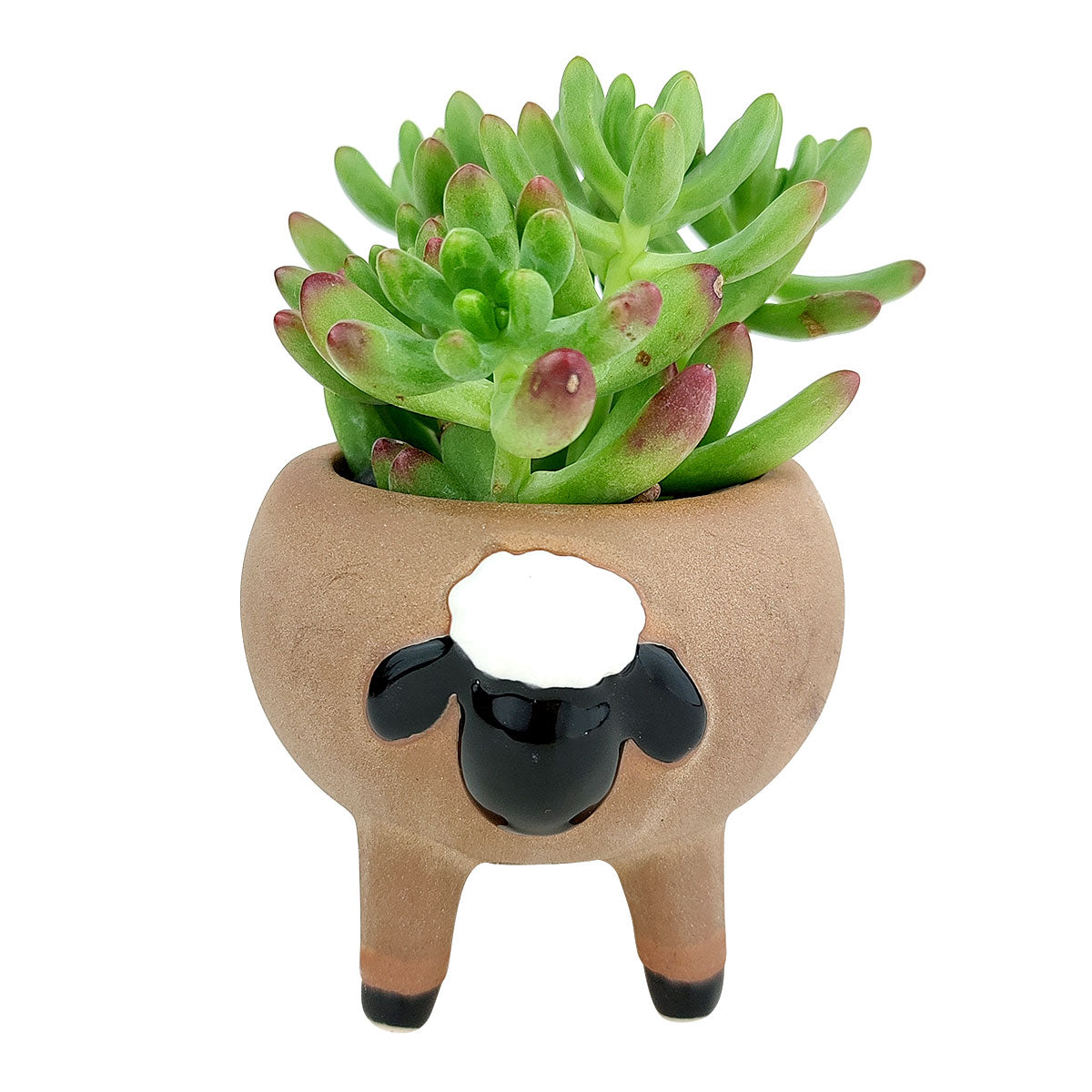 Cute Sheep Animals Ceramic Planter Pots for Succulent and Flowers, Ceramic Pot, Animal Pot, Mini ceramic pot for sale, Succulent pot for sale, Succulent gift decor ideas