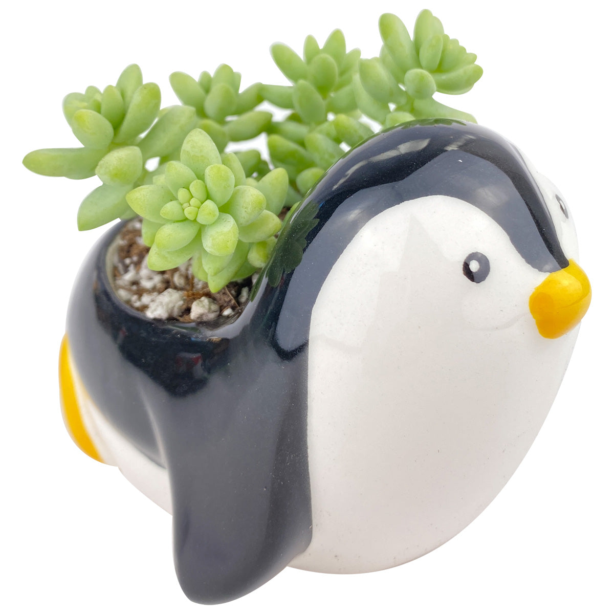 Ceramic Penguin Pot for sale, Cute Ceramic Succulent Pot, Penguin Planter Decor, Craft Supplies, Succulent Gift Ideas, Penguin Succulent Pot