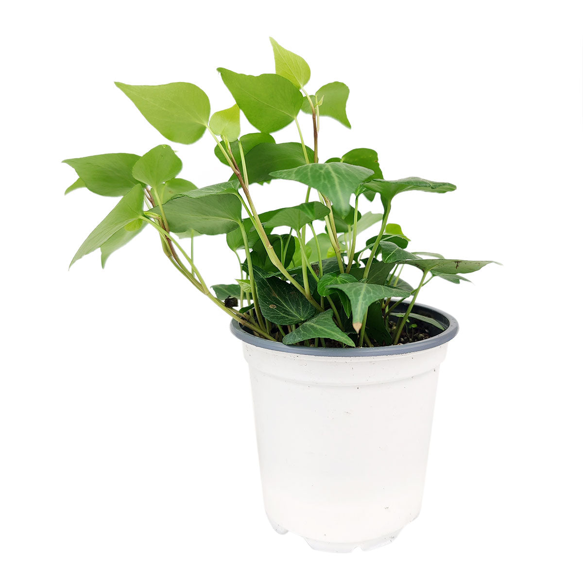 ivy vine, english ivy plant hedera helix for sale, popular indoor houseplant, hanging basket plant, groundcover plants