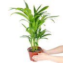 Areca palm, Chrysalidocarpus lutescens, Dypsis lutescens, how to care for golden cane palm, best tropical houseplant