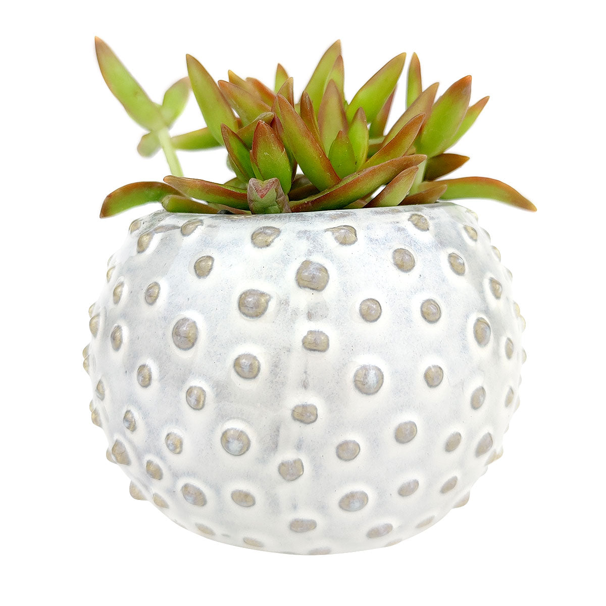 Cream Dot Ceramic Pot for sale, Round ceramic planter, Polka dot planter, Gift for plant lover, Succulent planter, Stylish Home Plant Decor