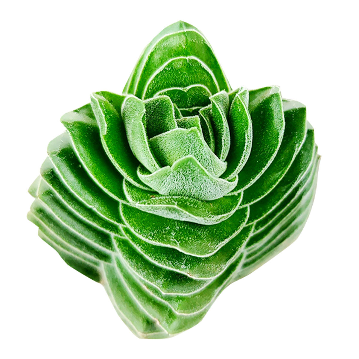 temple succulent Crassula pyramidalis 'Buddha's Temple'
