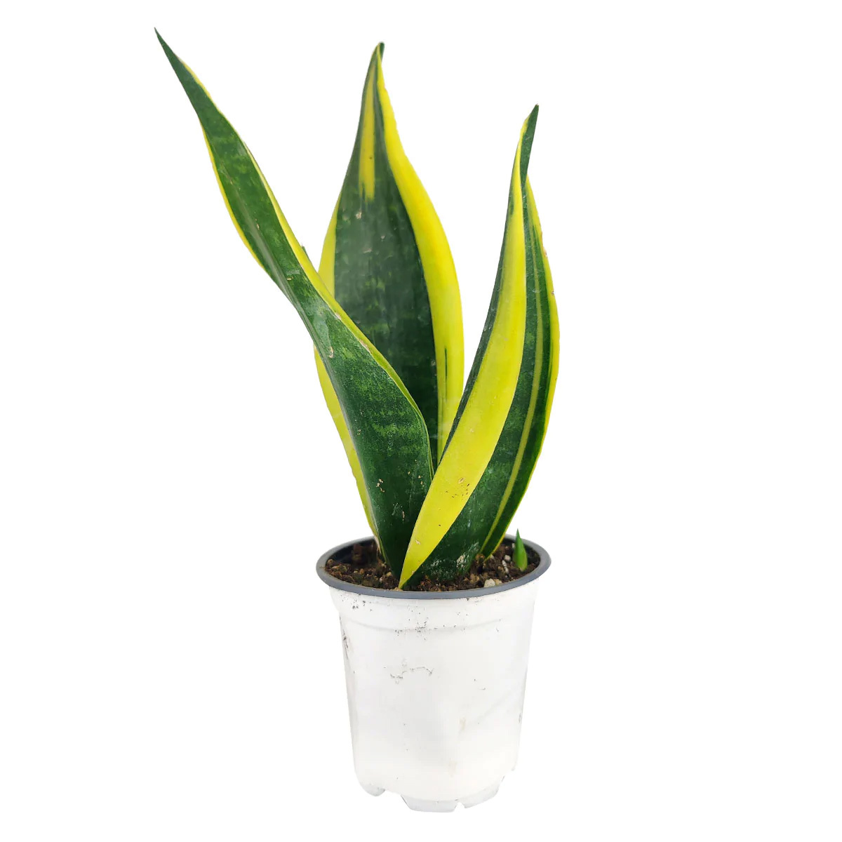 Snake Plant Sansevieria Gold Flame