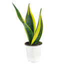 Snake Plant Sansevieria Gold Flame, low light houseplant, best air-purifying plant, indoor houseplant for sale