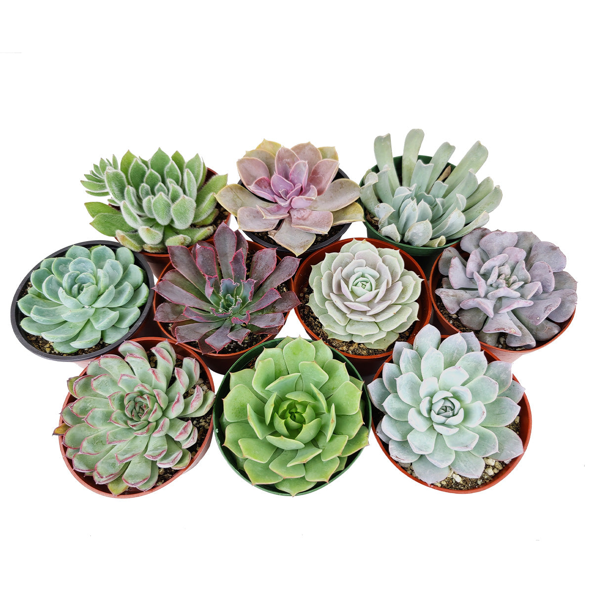 Echeveria Succulent 4" Pack | Wedding Rosette Succulents for Sale -  Succulents Box