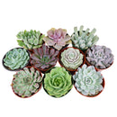 Live Echeveria Assorted Pack for sale, A Variety of Healthy Live Echeveria Succulent Plant, echeveria types, succulent echeveria, buy succulents online, succulent shop, Succulent ideas for your wedding, Succulent assorted pack perfect for weddings, Buy asorted succulents for wedding favors, Best echeveria succulents for wedding arrangements