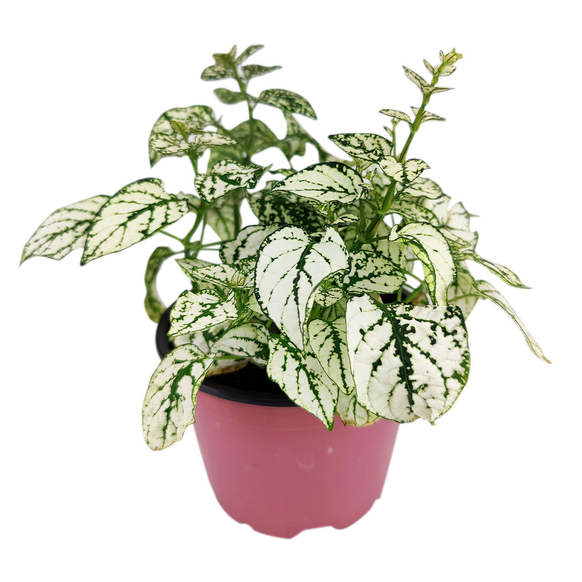 white hypoestes polka dot plant, hypoestes splash white, white splash select polka dot plant, polka dot plant green and white, white splash polka dot plant, hippo white hypoestes care, hypoestes white splash, hypoestes splash select white