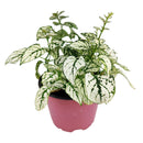 white hypoestes polka dot plant, hypoestes splash white, white splash select polka dot plant, polka dot plant green and white, white splash polka dot plant