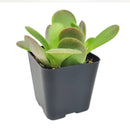 Senecio Jacobsenii, Trailing Jade, Vining Jade, Weeping Jade, easy-care succulents for ground cover