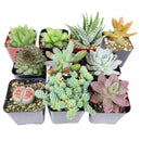 Pet-friendly Succulent Pack for sale, Pet Safe Non Toxic Succulent Collection, Non-Toxic Succulents for Pets