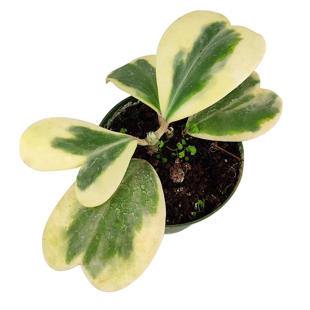 trailing heart succulent Variegated Trailing Hoya Kerrii Heart