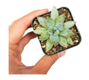 How to care for Pachyveria Little Jewel Succulent, How to make your succulent pink, How to change succulent color, How to make Pachyveria Little Jewel turn purple, Succulent turning purple, How to make succulents change color, How to grow colorful succulents, rare succulents, rare succulents for sale, unique succulents, buy succulents online, rare succulent, succulent shop, unusual succulents, succulent store, succulents online