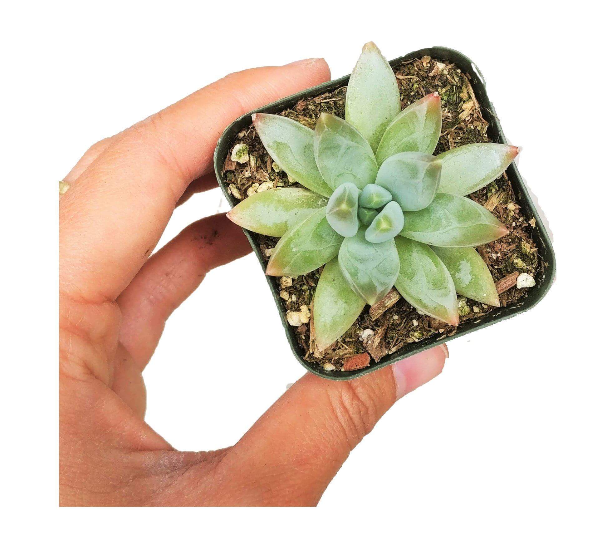compactum succulent Pachyveria Little Jewel Glauca Succulent