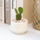 Live 2&quot; Succulent with 3&quot; Minimalistic Pot, Unique Succulent Gift Ideas, Succulent in white ceramic pots, Succulent Decor Ideas, 2 inch succulent pots for sale