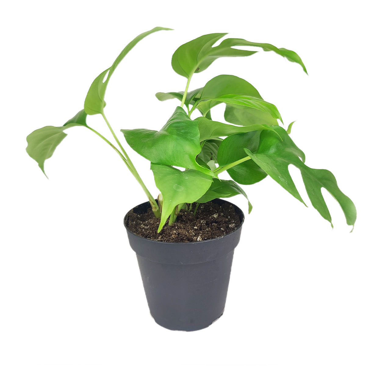 Monstera Minima in 4 inch pot, buy 4 inch Monstera Minima, 4 inch Monstera Minima