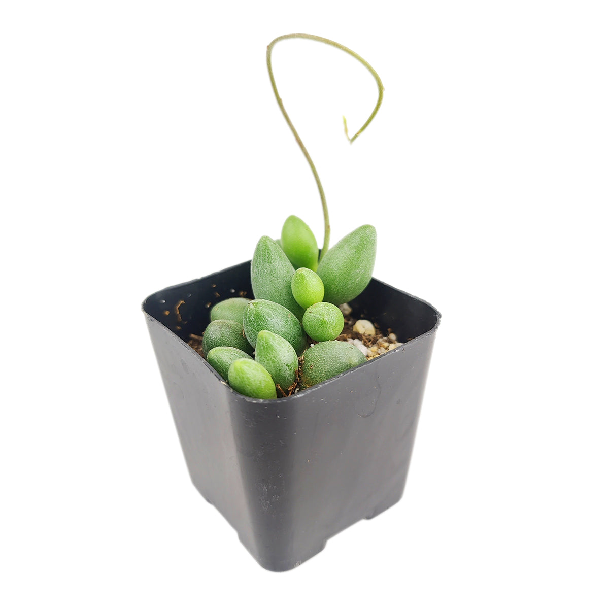 Adromischus Filicaulis ssp. Marlothii succulent, succulent for sale