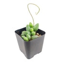 small Adromischus Filicaulis ssp. Marlothii, Adromischus Filicaulis ssp. Marlothii 2 inch