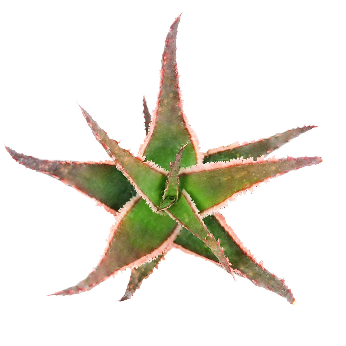 fire coral plant succulent Succulents Box® Aloe Coral Fire for Sale