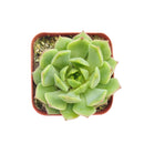 Echeveria Ramillette Succulent Plant, Mexican Hens and Chicks, Apple Green Rosettes, Buy Succulents Online, Shop Succulents in California, Succulents Home Decor, Types of Echeveria Succulents, Easter echeveria gift, Echeveria gift for thanksgiving, echeveria, echeveria succulent, echeveria types, succulent echeveria, buy succulents online, succulent shop, succulent store, echeveria plant, indoor succulents