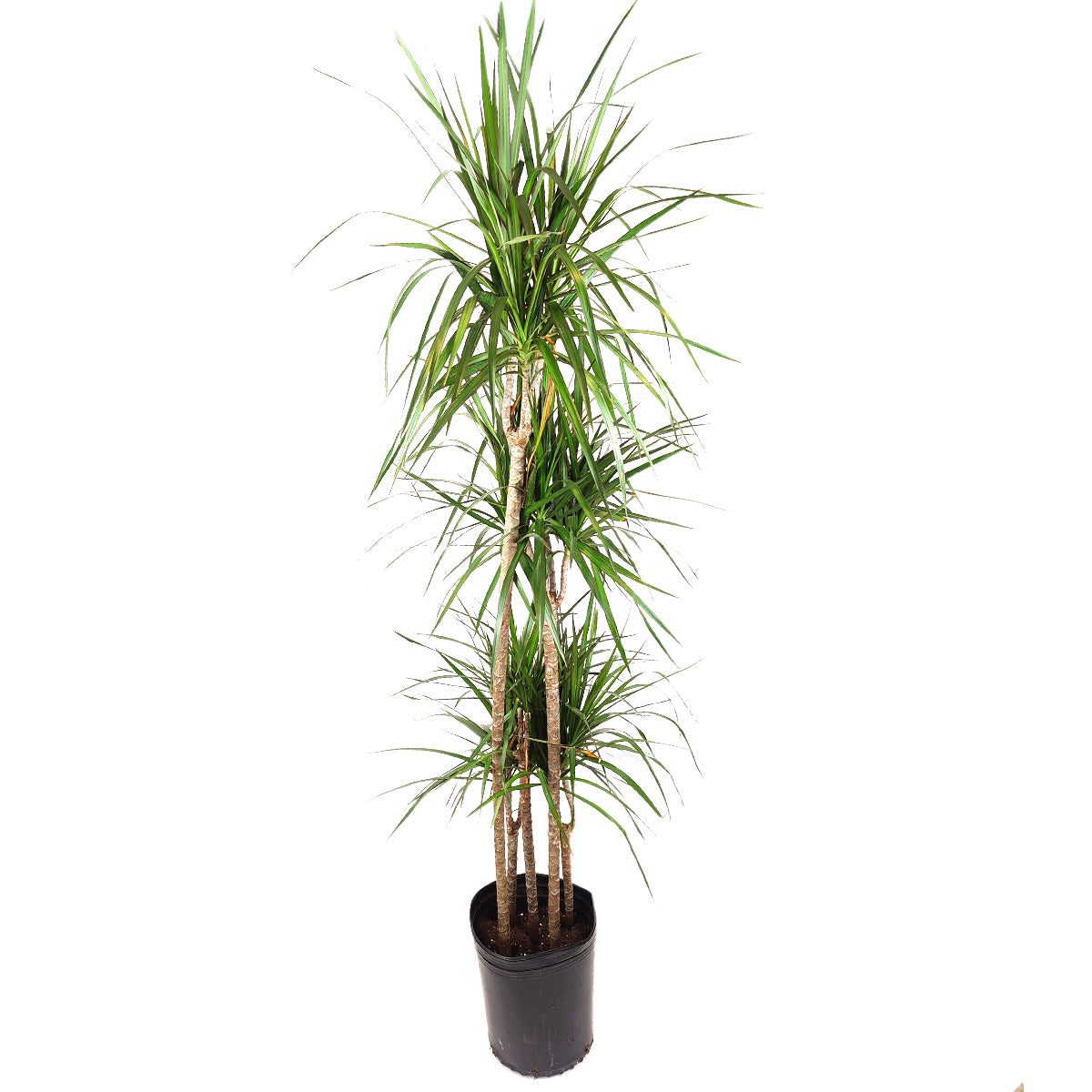 best place to buy house plants, best place to buy indoor plants near me, indoor plants online
