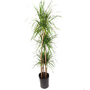 best place to buy house plants, best place to buy indoor plants near me, indoor plants online
