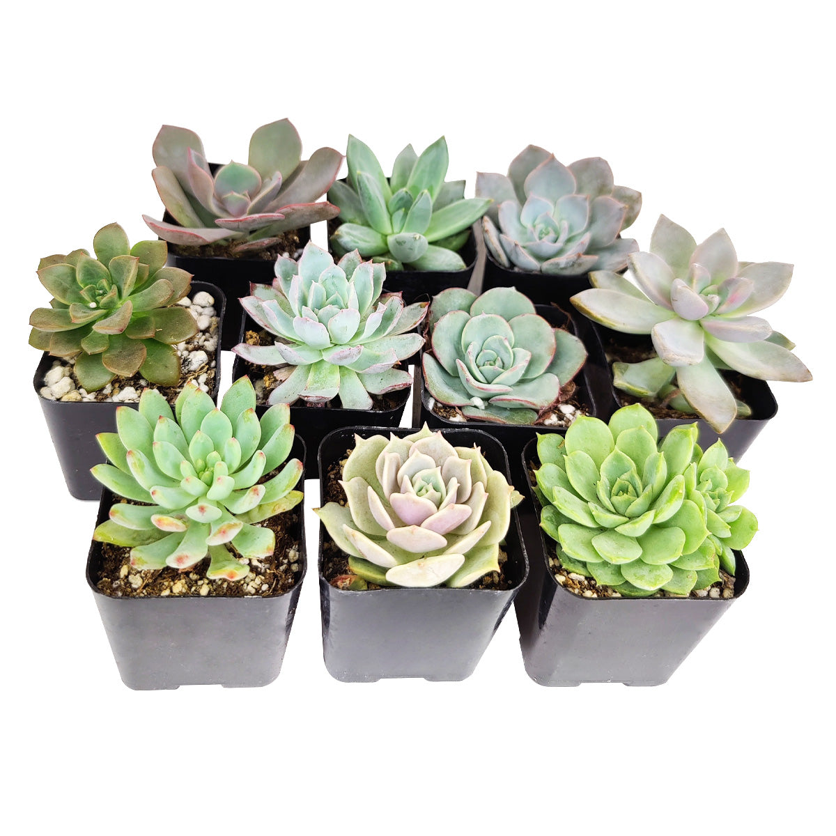 Live Echeveria Assorted Pack for sale,  echeveria, echeveria succulent, echeveria types, succulent shop, Succulent assorted pack perfect for weddings, Echeveria rosette succulent for wedding
