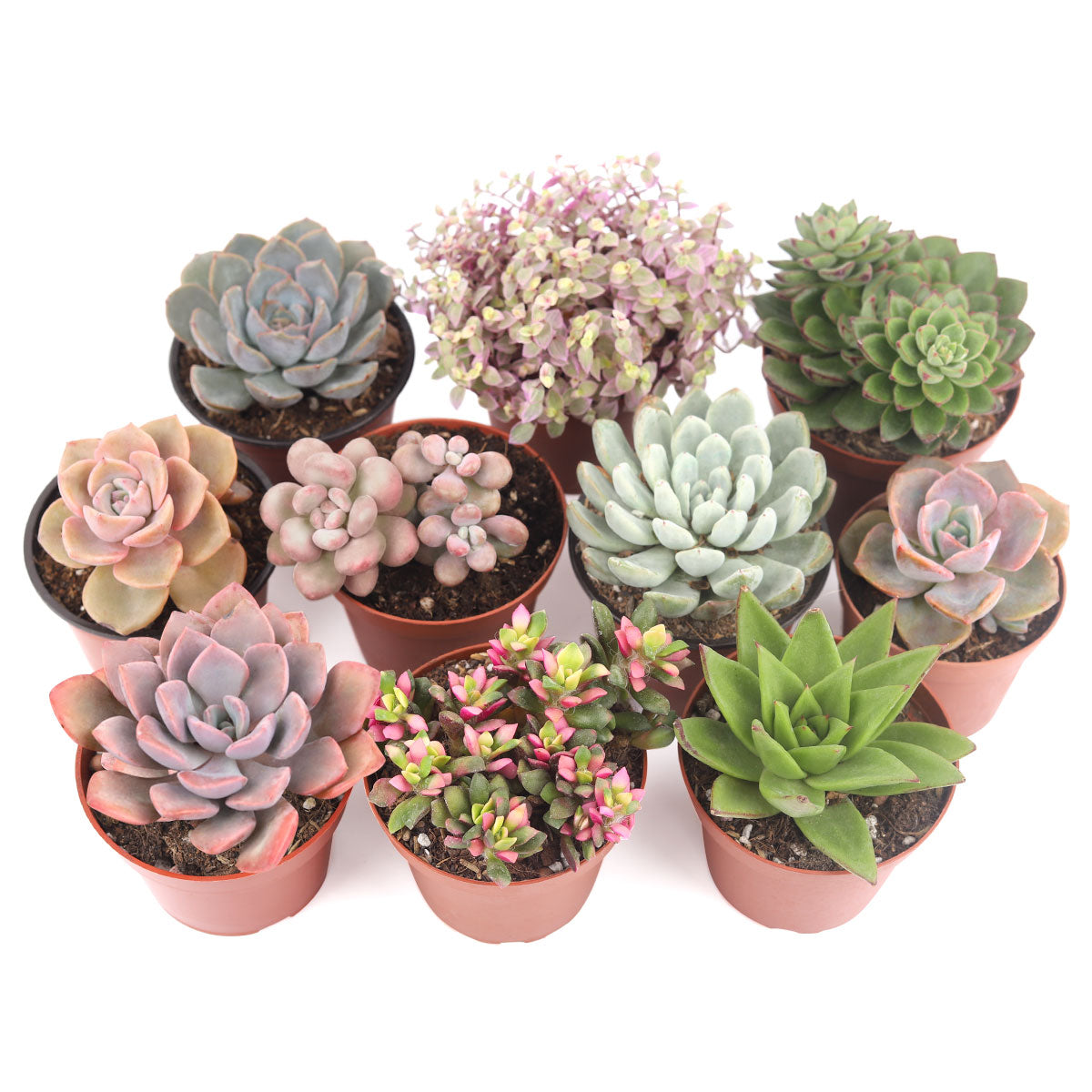 Succulent Plant Gift Ideas For Valentine&#39;s Day, Best Valentine Gifts 2024, Unique DIY Valentine&#39;s Day Gifts For That Special Someone, Rosette shaped succulent assorted pack, Succulent assorted pack perfect for weddings, Purple and pink succulent pack for wedding plan