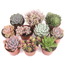 Succulent Plant Gift Ideas For Valentine&#39;s Day, Best Valentine Gifts 2024, Unique DIY Valentine&#39;s Day Gifts For That Special Someone, Rosette shaped succulent assorted pack, Succulent assorted pack perfect for weddings, Purple and pink succulent pack for wedding plan