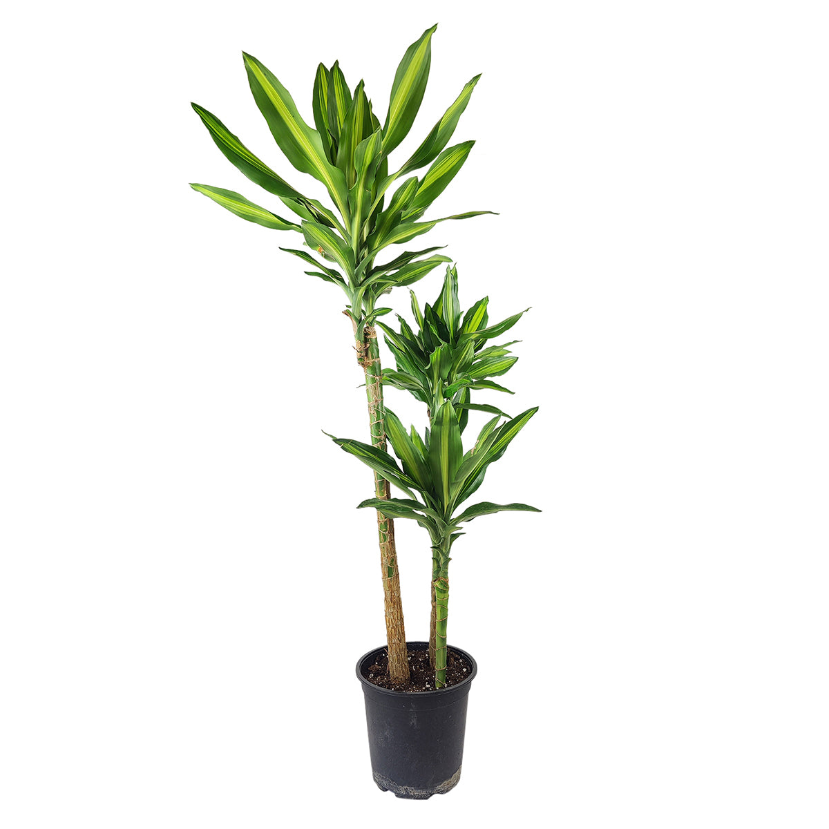 Dracaena Cintho - Air Purifying Houseplants for Delivery
