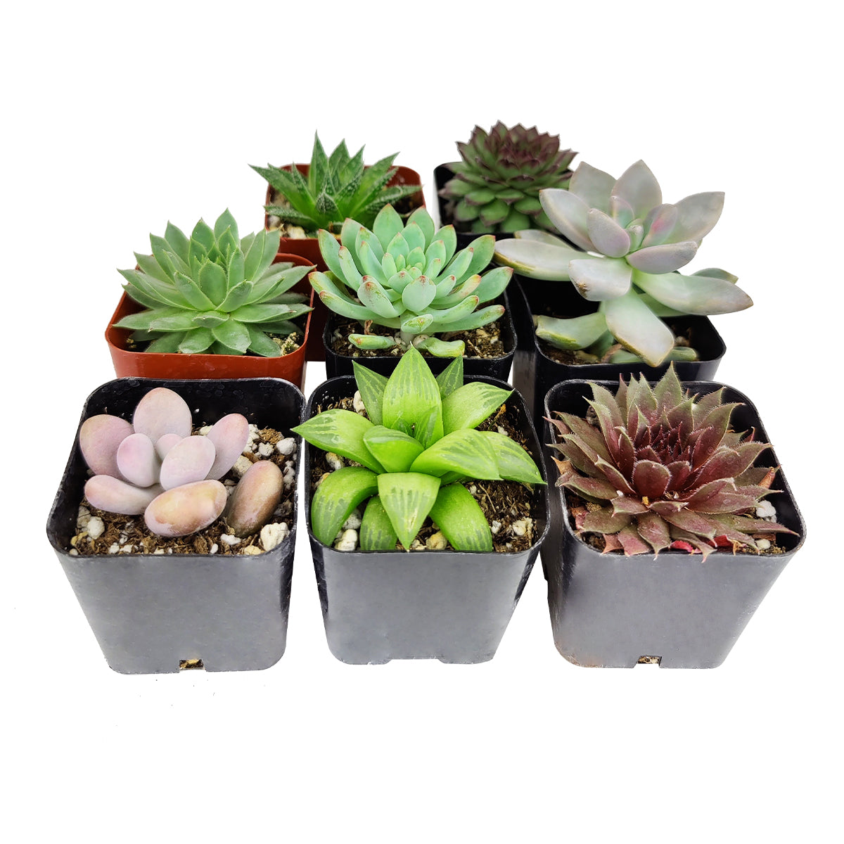 Succulent Gift Ideas, How to care for Rosettes Succulent, echeveria, echeveria succulent, echeveria types, Succulent assorted pack perfect for weddings, Buy asorted succulents for wedding favors, Types of rosette shaped succulents for wedding