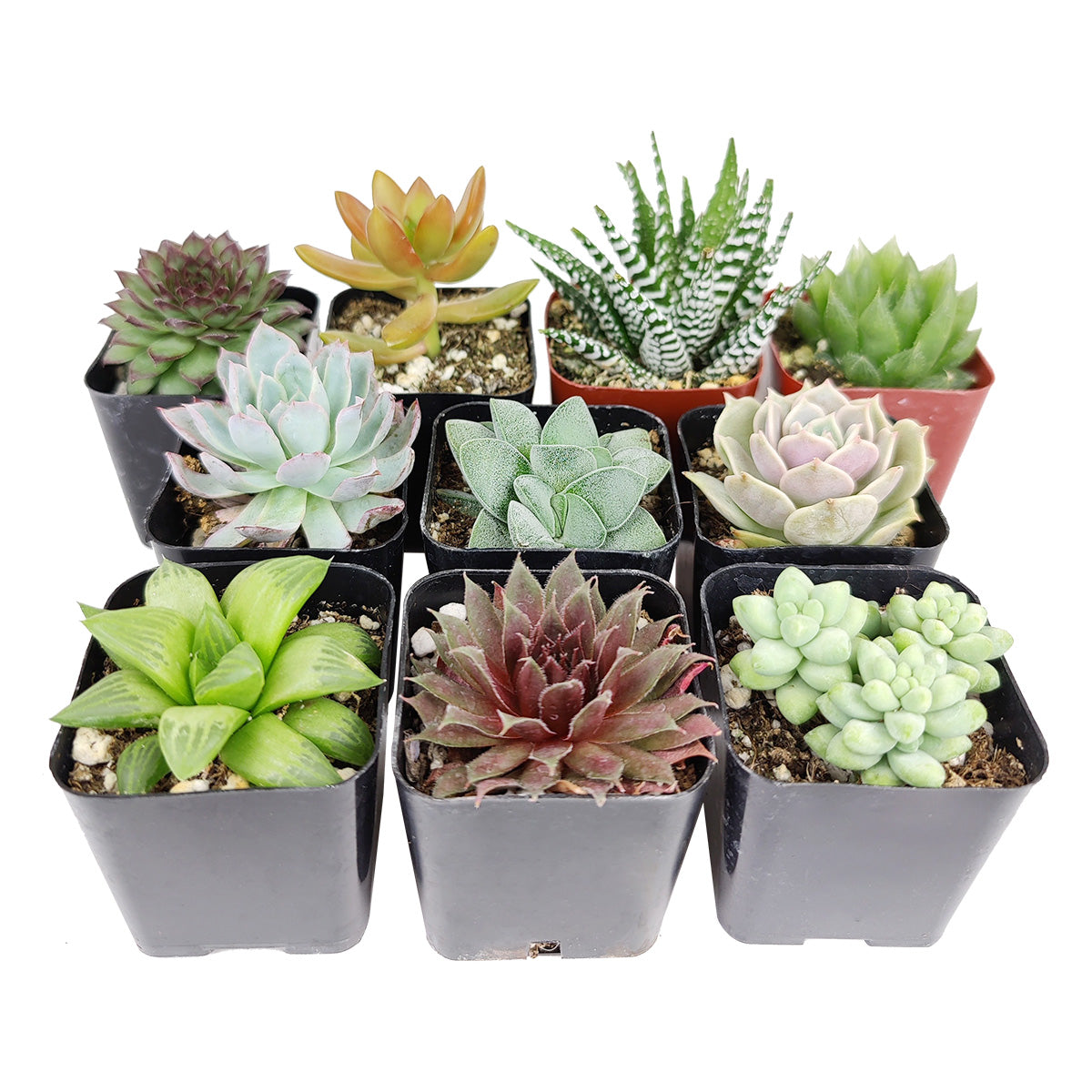 Assorted Collection of Live Succulents Randomly Picked, Succulents Assorted for sale, Succulents Home Office Decor, Succulents Gift Ideas, Rare Succulents for sale, Types of Succulent Plants with Care Guide