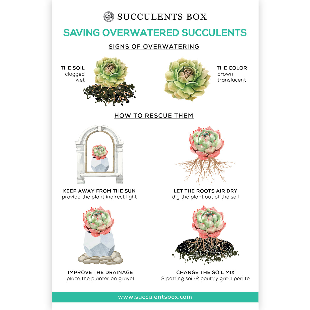 save overwatered succulent Saving Overwatered Succulents Card | Succulent Care Card | Succulent Gift  Ideas