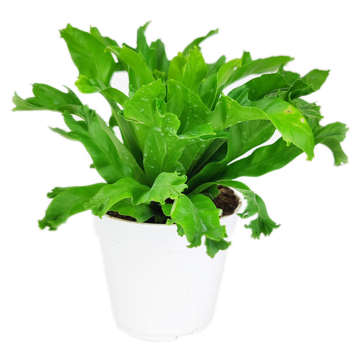Crissie Fern for sale, Asplenium antiquum ‘Crissie’, how to care for Forked Bird’s Nest Fern, easy care air-purifying plant, medium and low light houseplant, most popular plant for homes and offices