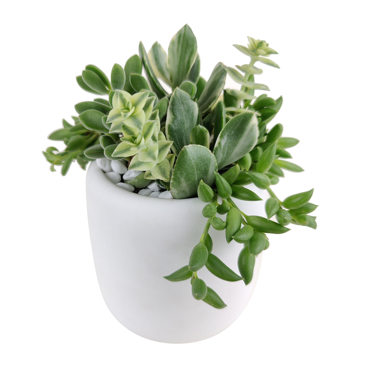 mother&#39;s day succulent arrangement, succulent plant arrangement ideas, unique diy gifts, valentines succulent arrangement, small succulent arrangement ideas, holiday succulent gifts, succulent themed gifts, succulent pot arrangement, succulent christmas gifts, cactus succulent arrangement, live succulent arrangement, Succulent Gift for Men, Thank You Gift Dad, Appreciation Gift for Dad