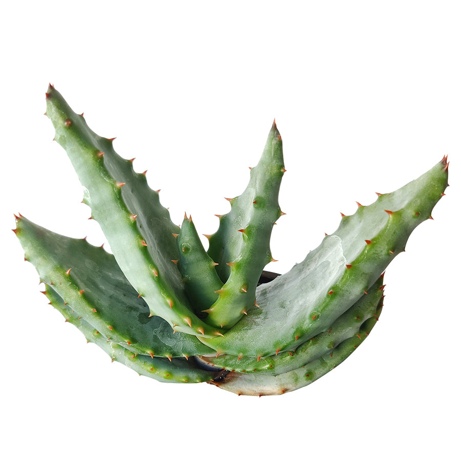 Mountain Aloe Succulent, Aloe Marlothii Succulent, Flat-flowered Aloe, Spiny Aloe, Rare succulent, Attractive Textured Succulent