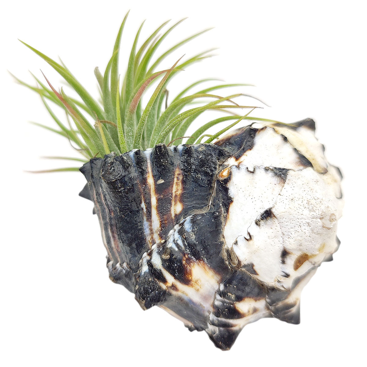 Air plant pots for sale, air plant accessories for sale, air plant gift decor ideas, Air plant holder, seashell air plant holder