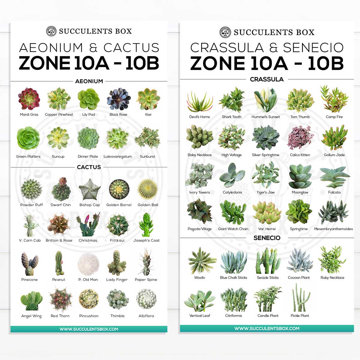 Printable Arts: Types of Succulent Zones for sale, Succulent Printable, succulent printable selection, choosing succulent for zone, Succulent designs Zone, collection of Printable Succulents Art, digital printable succulent